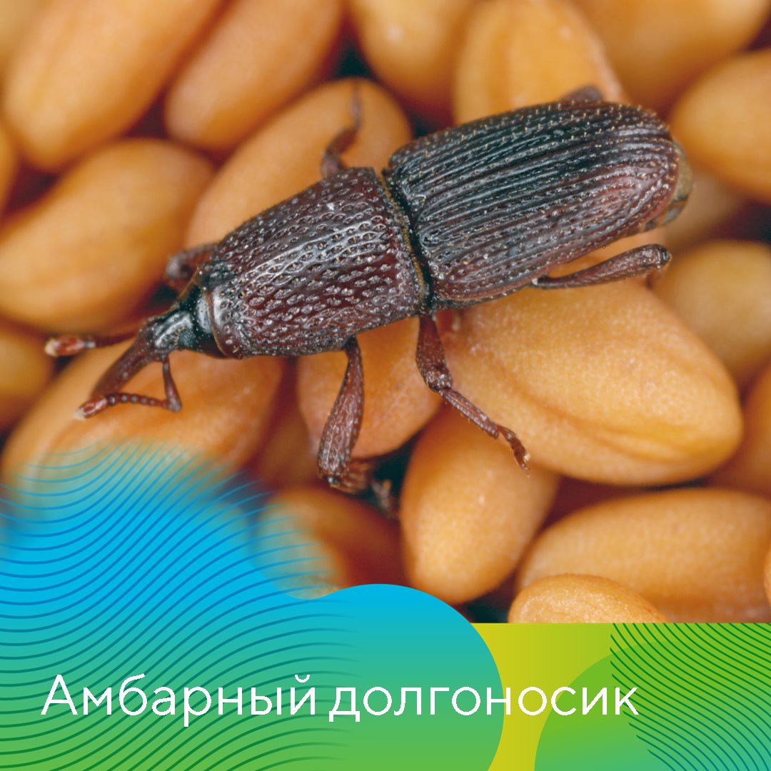 Пост 21.10.2026
