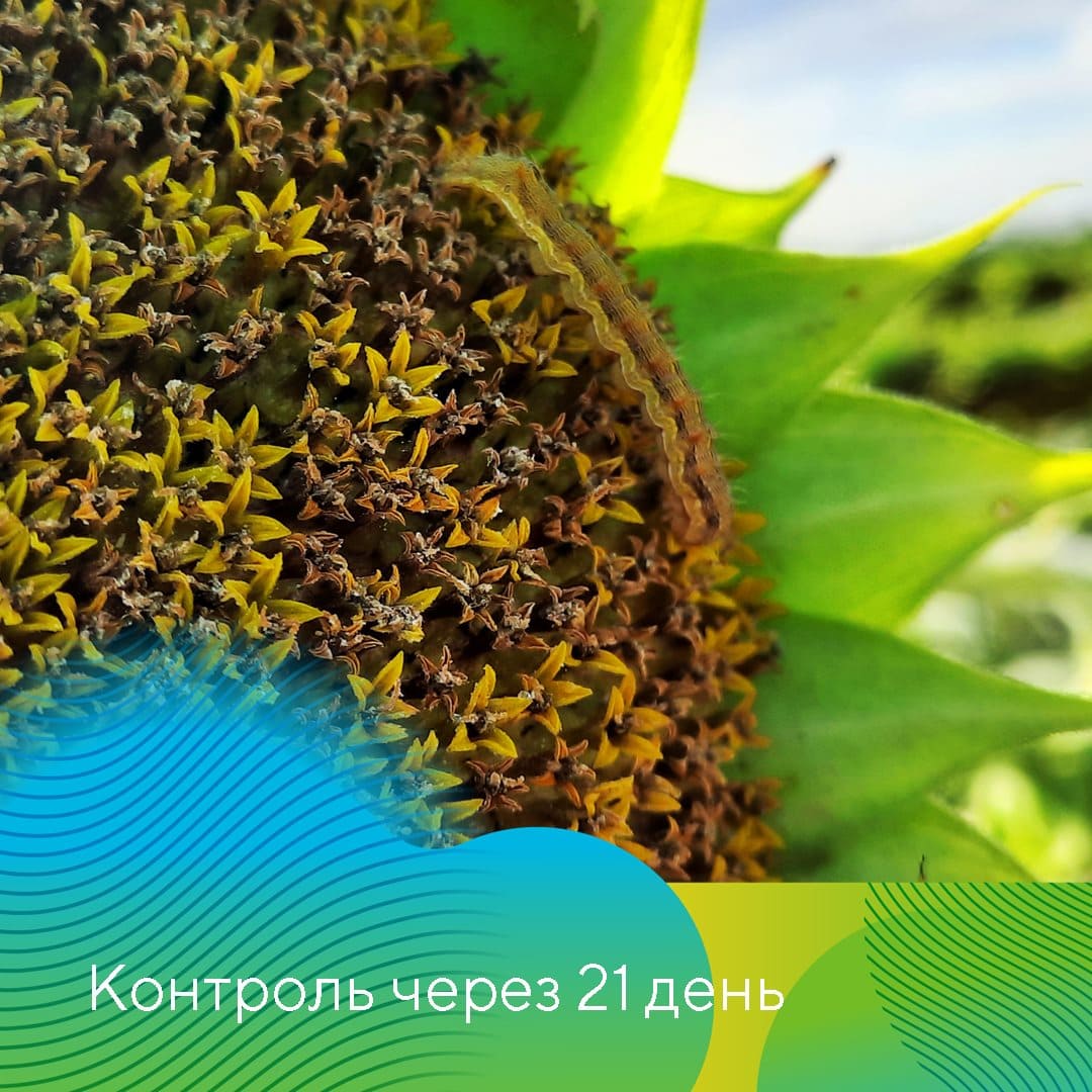 В борьбе с хлопковой совкой 01.23