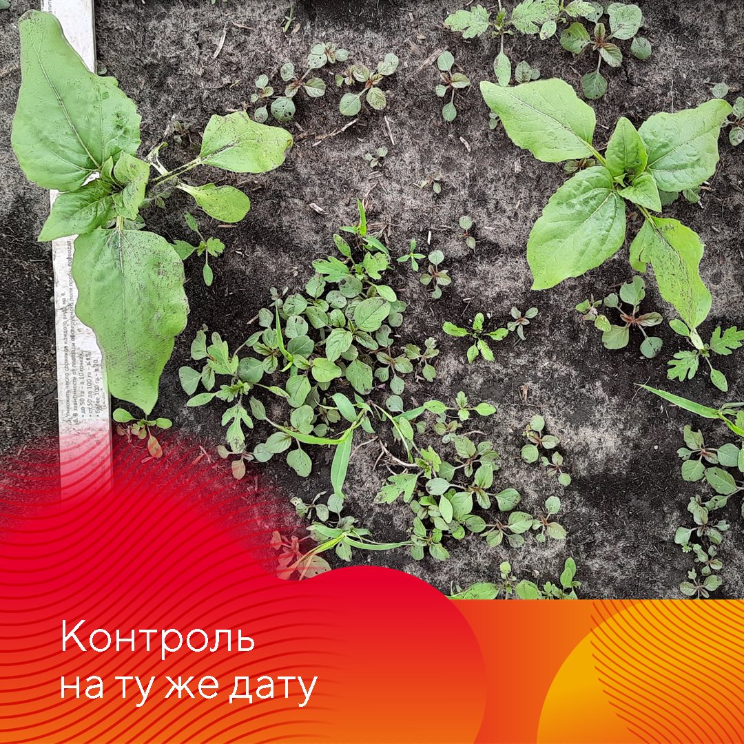 Питон® – системный гербицид с почвенным действием.