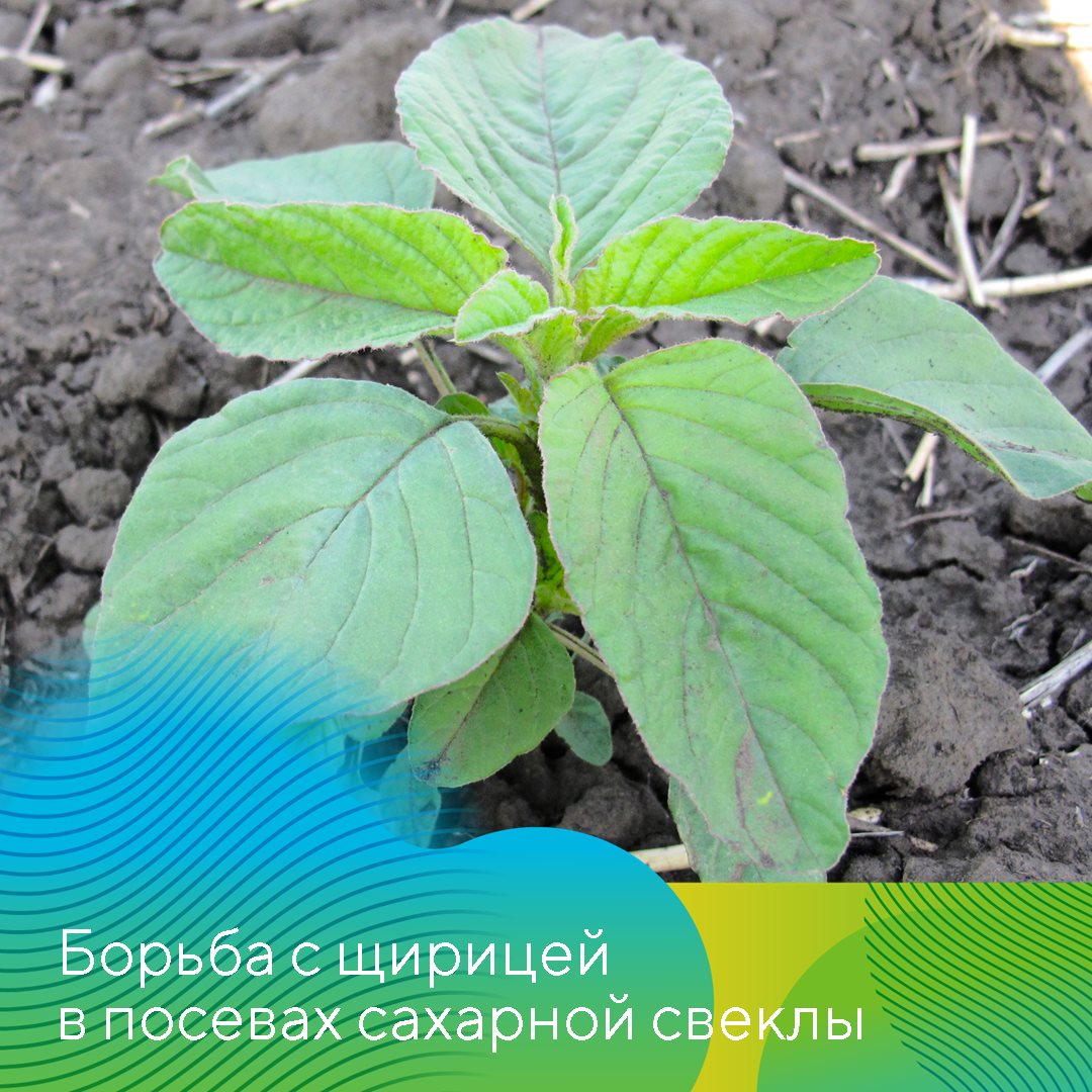 Пост 19.08.2026