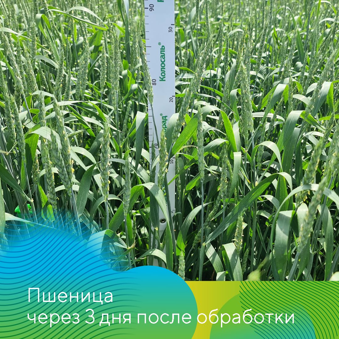 Защита пшеницы в Ставропольском крае июль 2023
