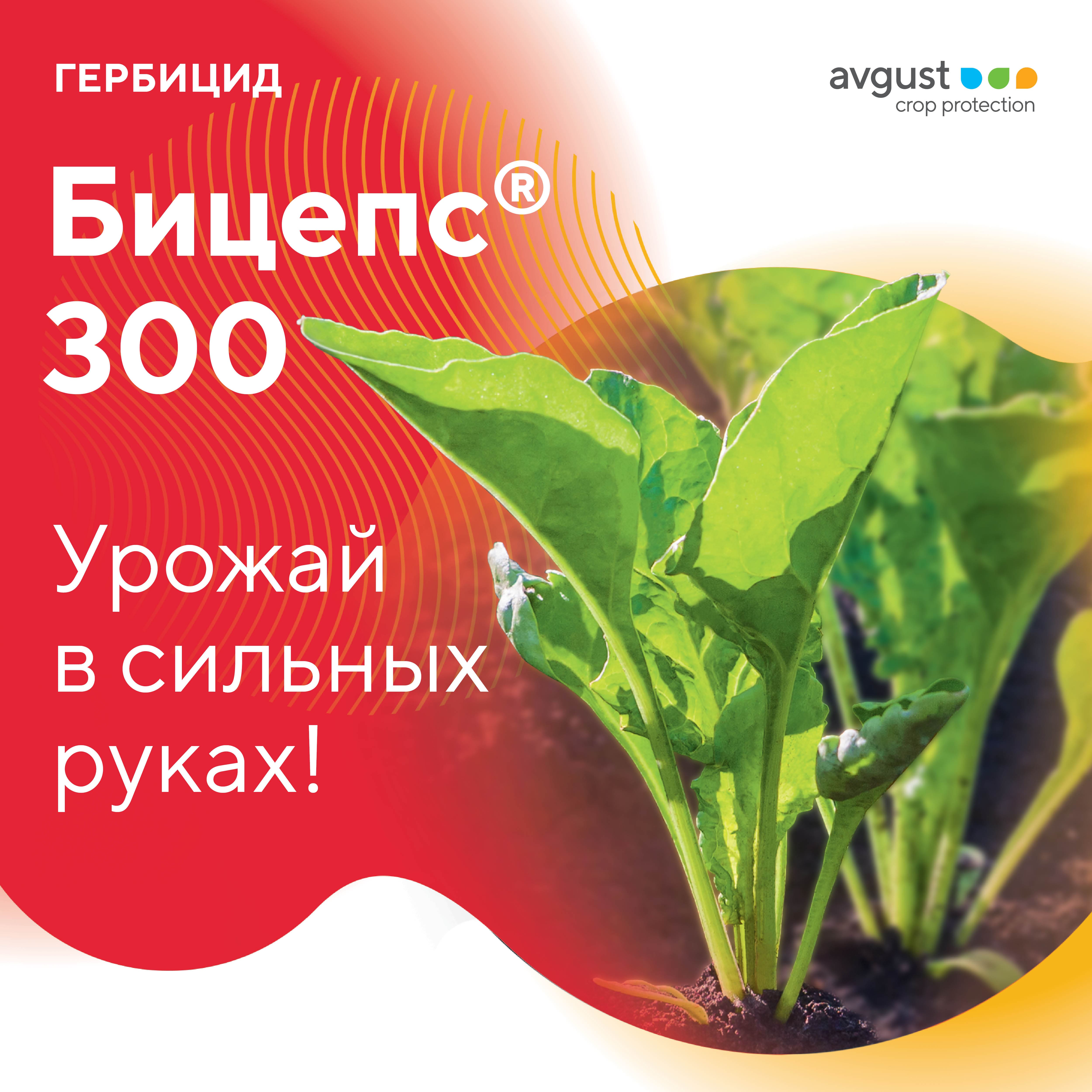 Бицепс® 300 – базовый гербицид для химпрополки сахарной свеклы