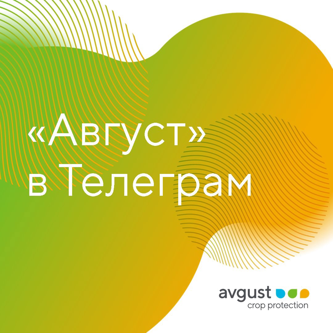 Блог компании Avgust