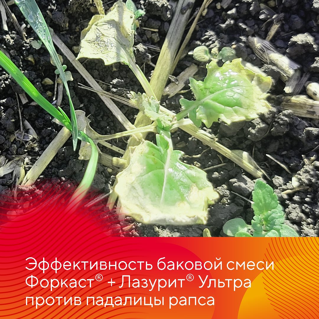 Пост 17.09.2026