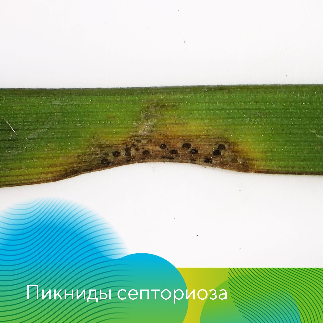 «АгроЛаборатория-Ливны» 12.12