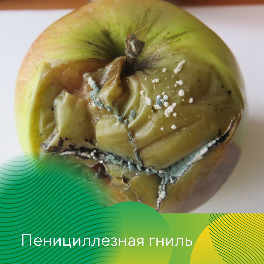 Пост 5.08.2026