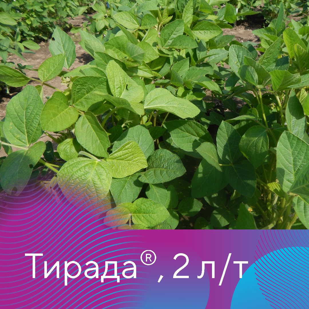 Тирада