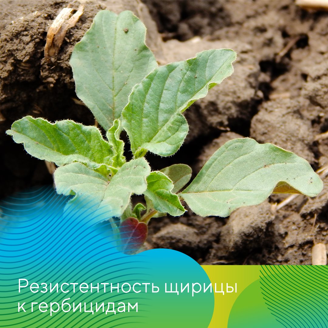 Пост 20.08.2026