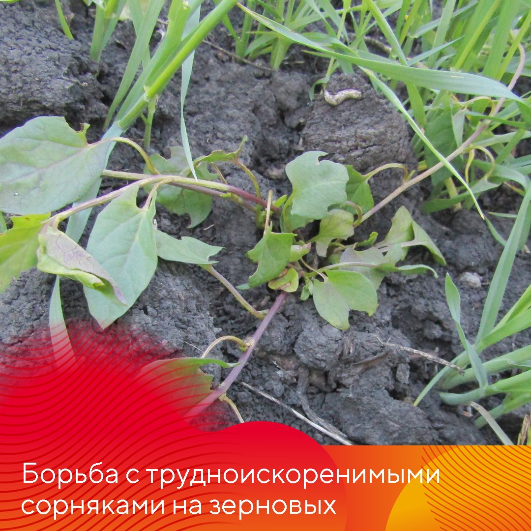Пост 15.05.2025