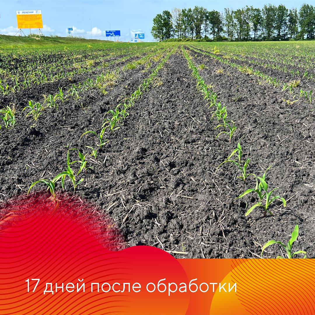 Работает Фултайм июнь 2023