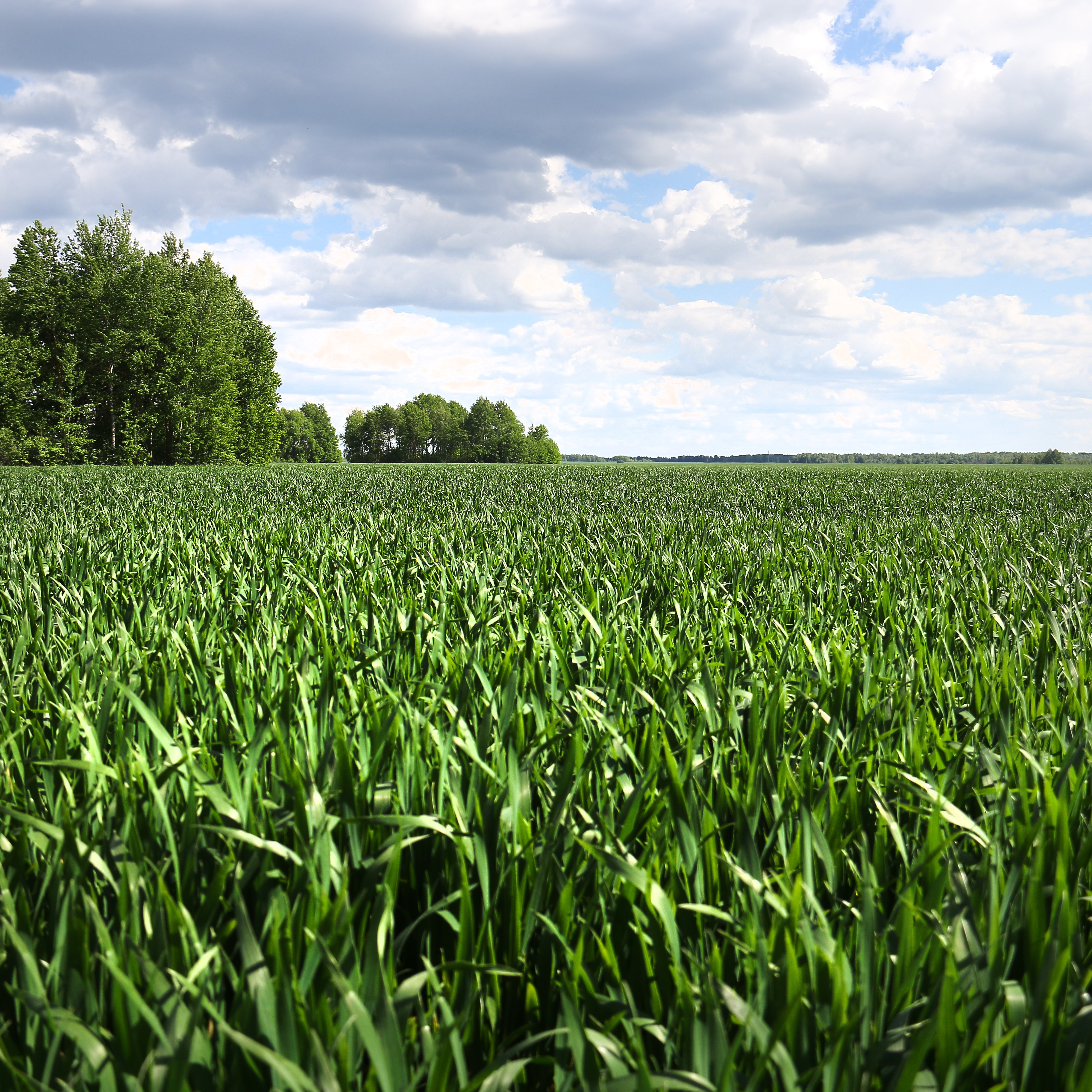  ООО «Новый путь» Брянской области