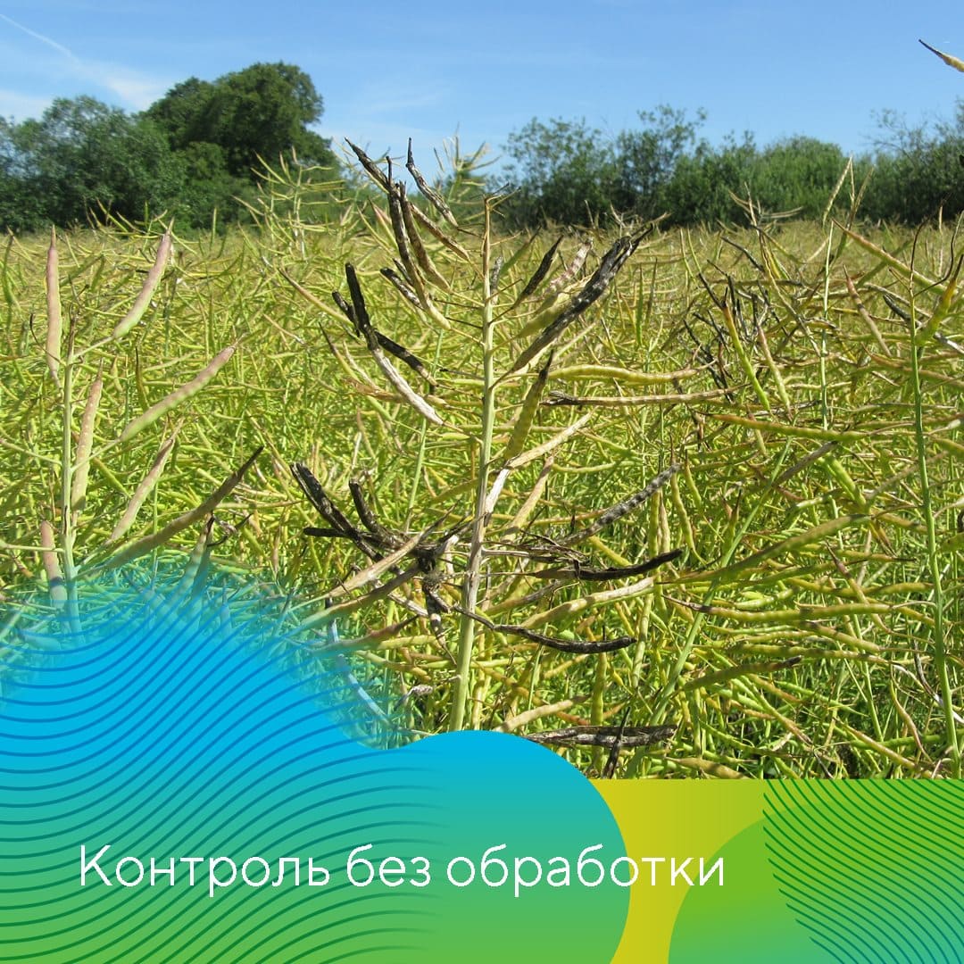 Фунгициды на рапсе май 2023