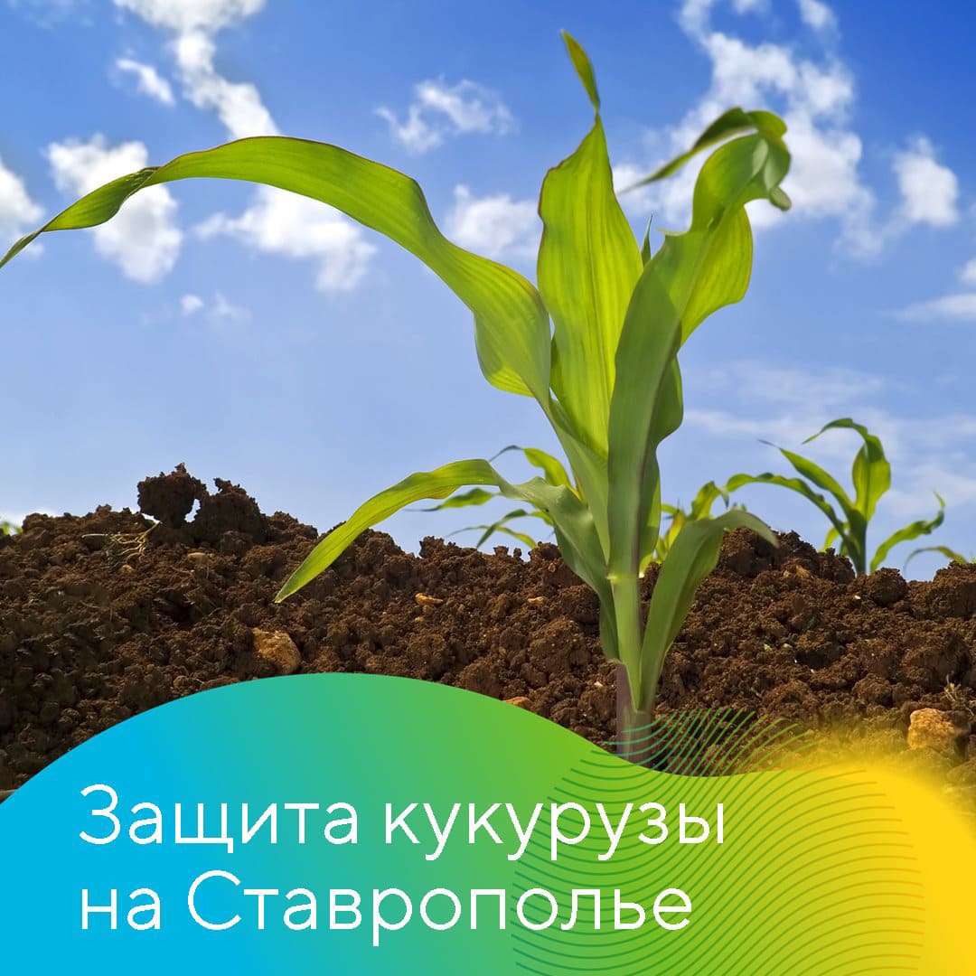 Совместные опыты на полях кукурузы 2023
