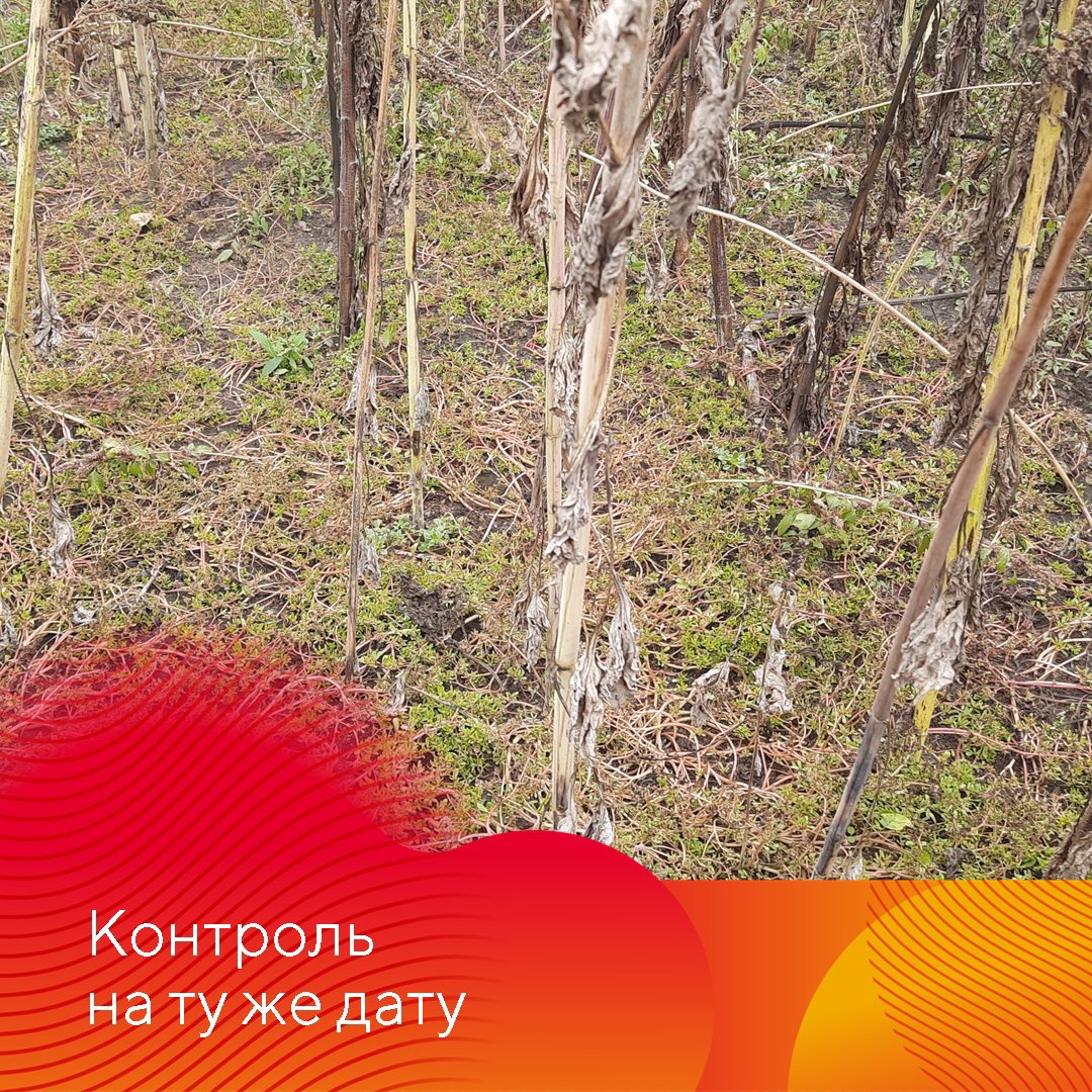 Зарегистрирован новый гербицид Питон