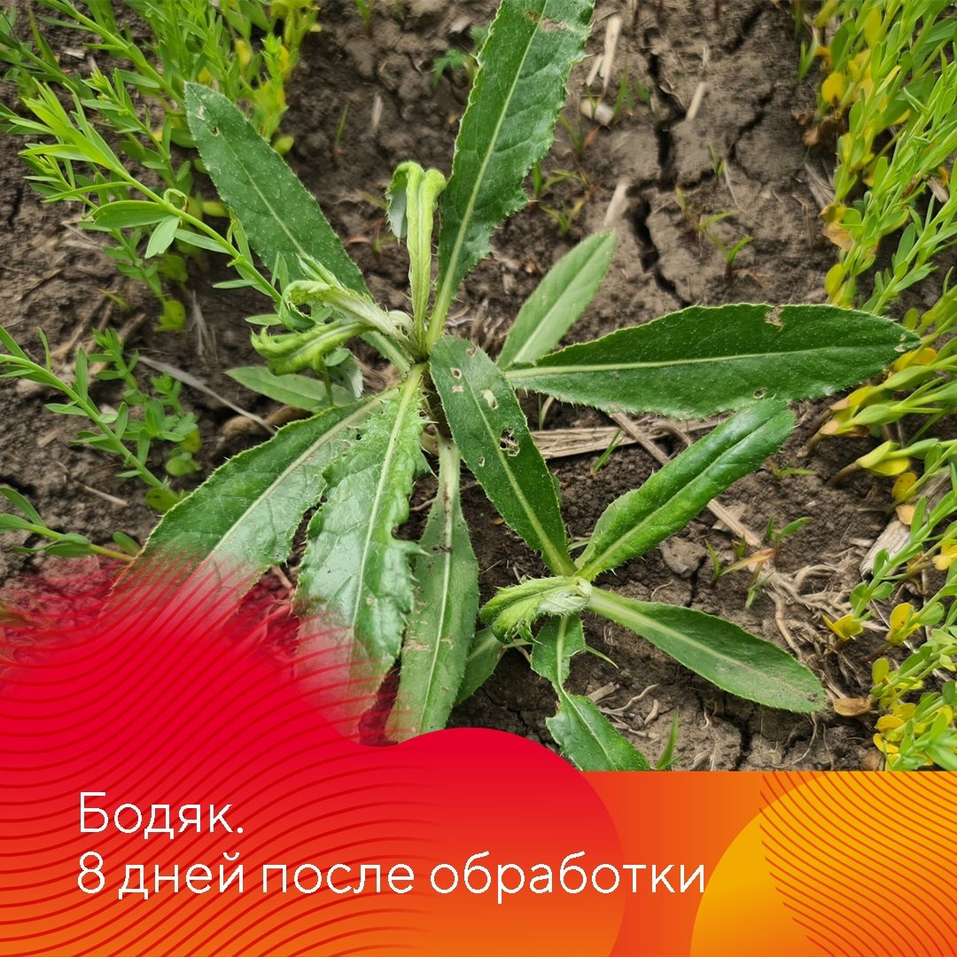 Результаты применения гербицидов на льне