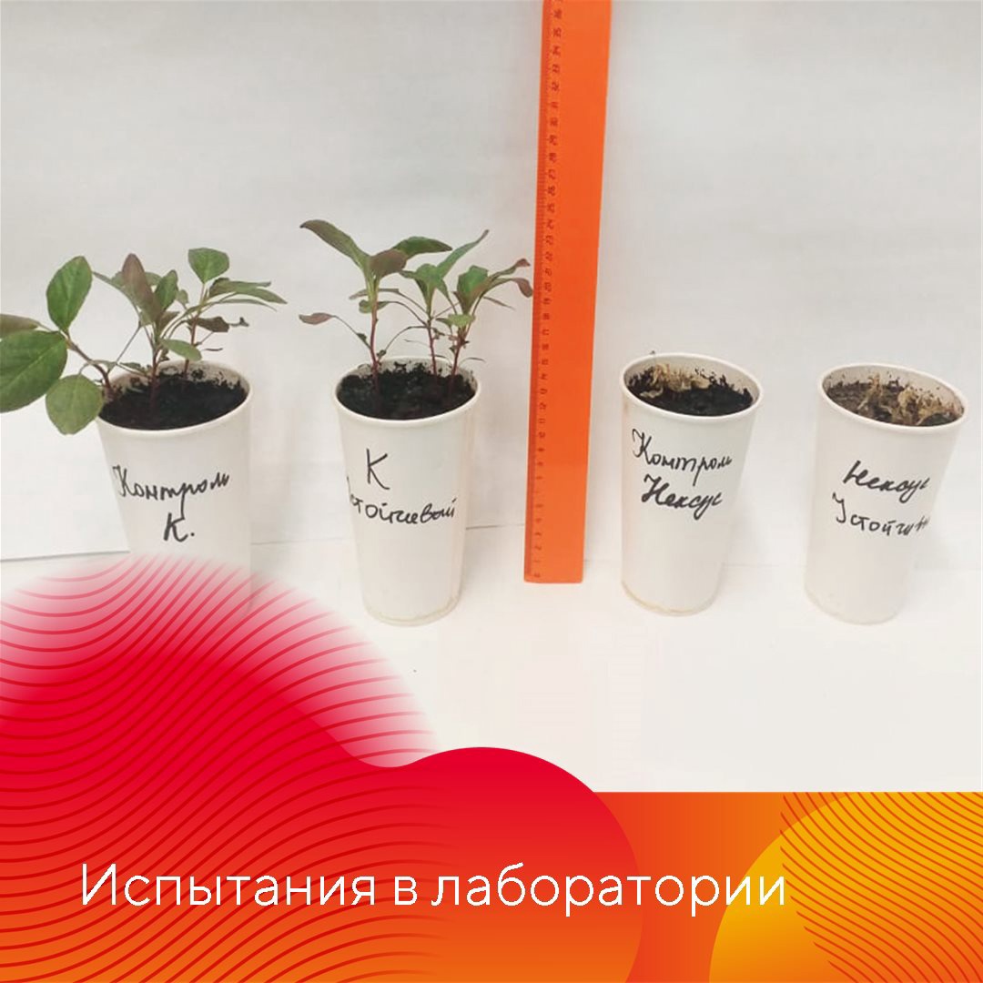 Испытание Нексуса на сое