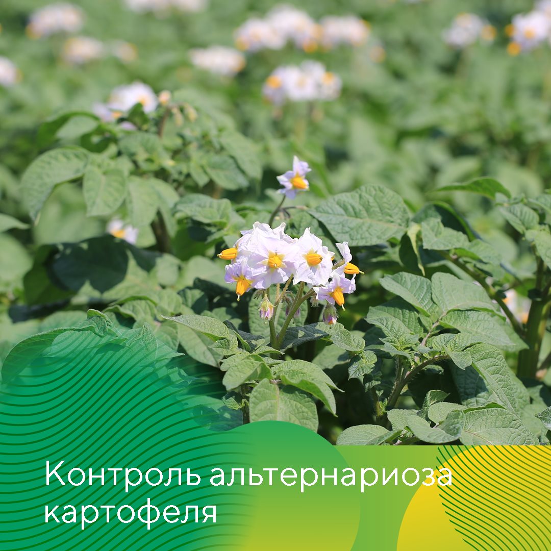 Пост 11.06.2025