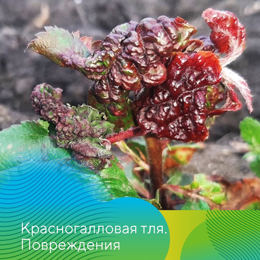 Ранневесенние обработки в садах 