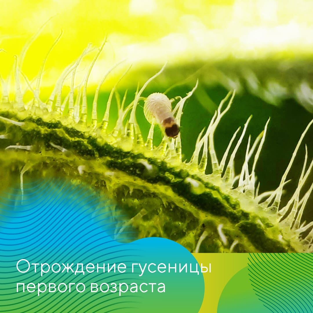 В борьбе с хлопковой совкой 01.23