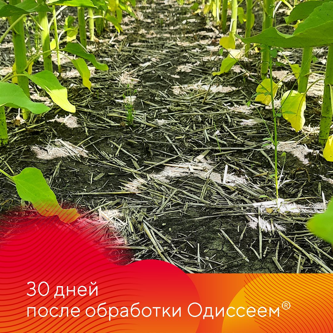 Одиссей, опыт применения