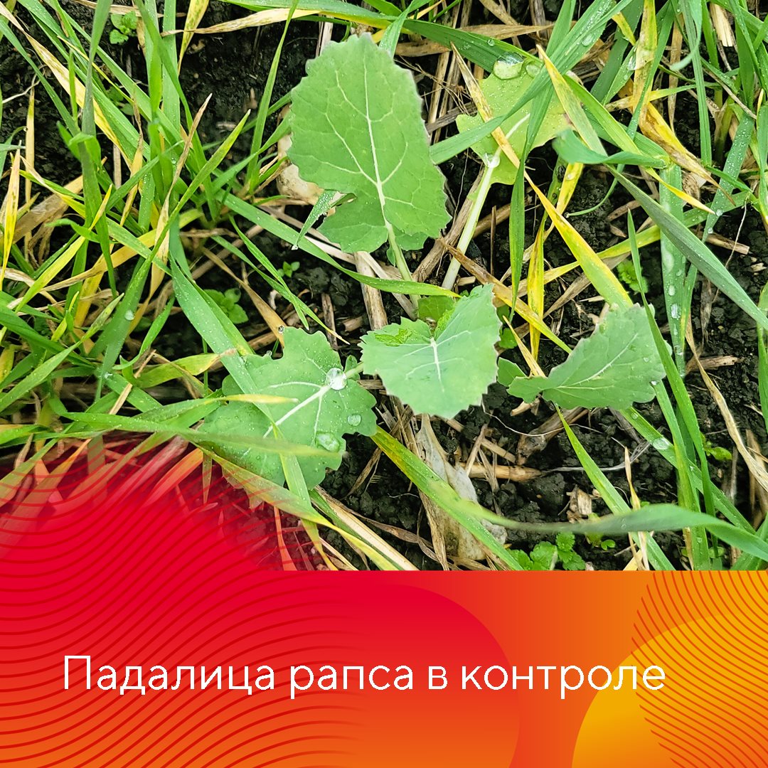 Пост 17.09.2026