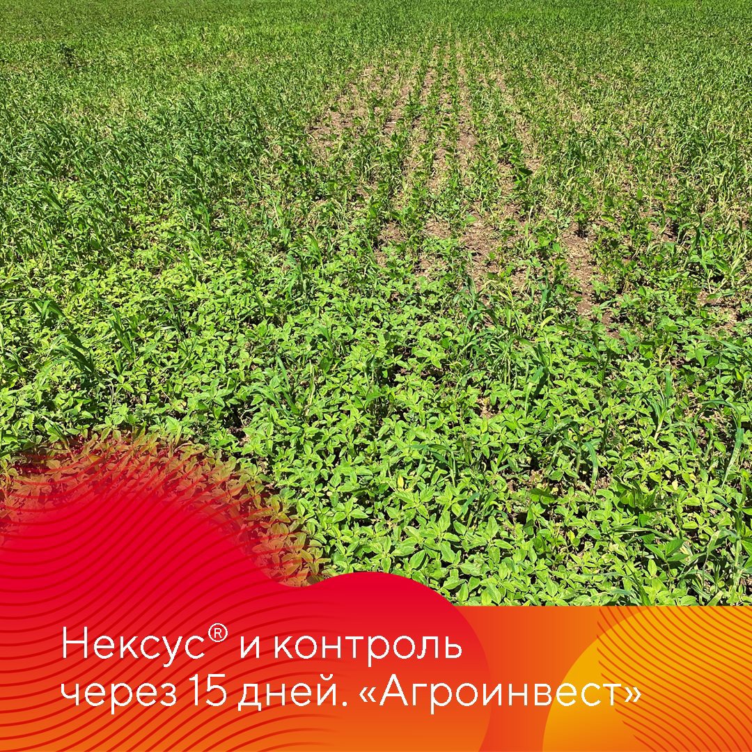 Испытание Нексуса на сое