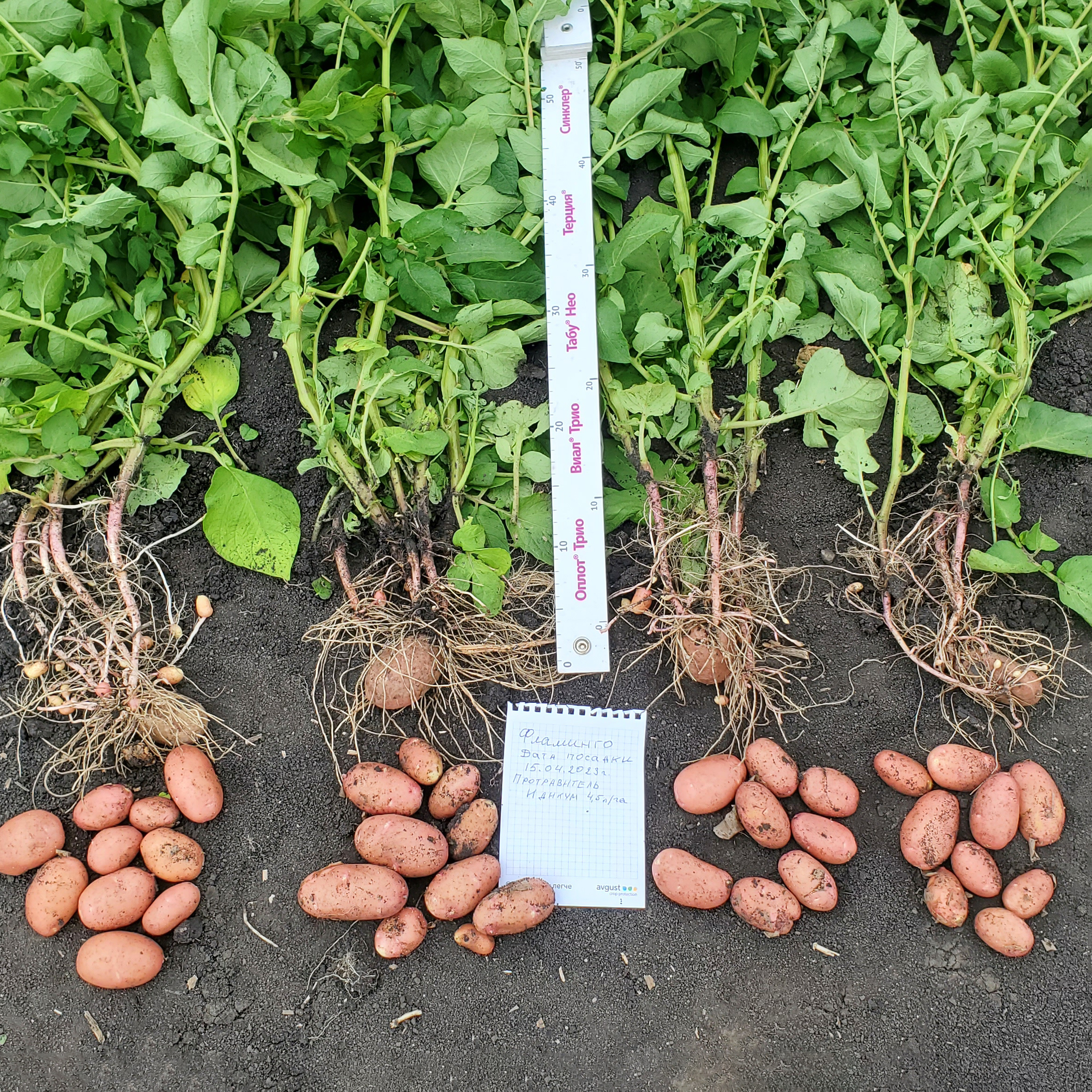 ООО Фирма «Хаммер»