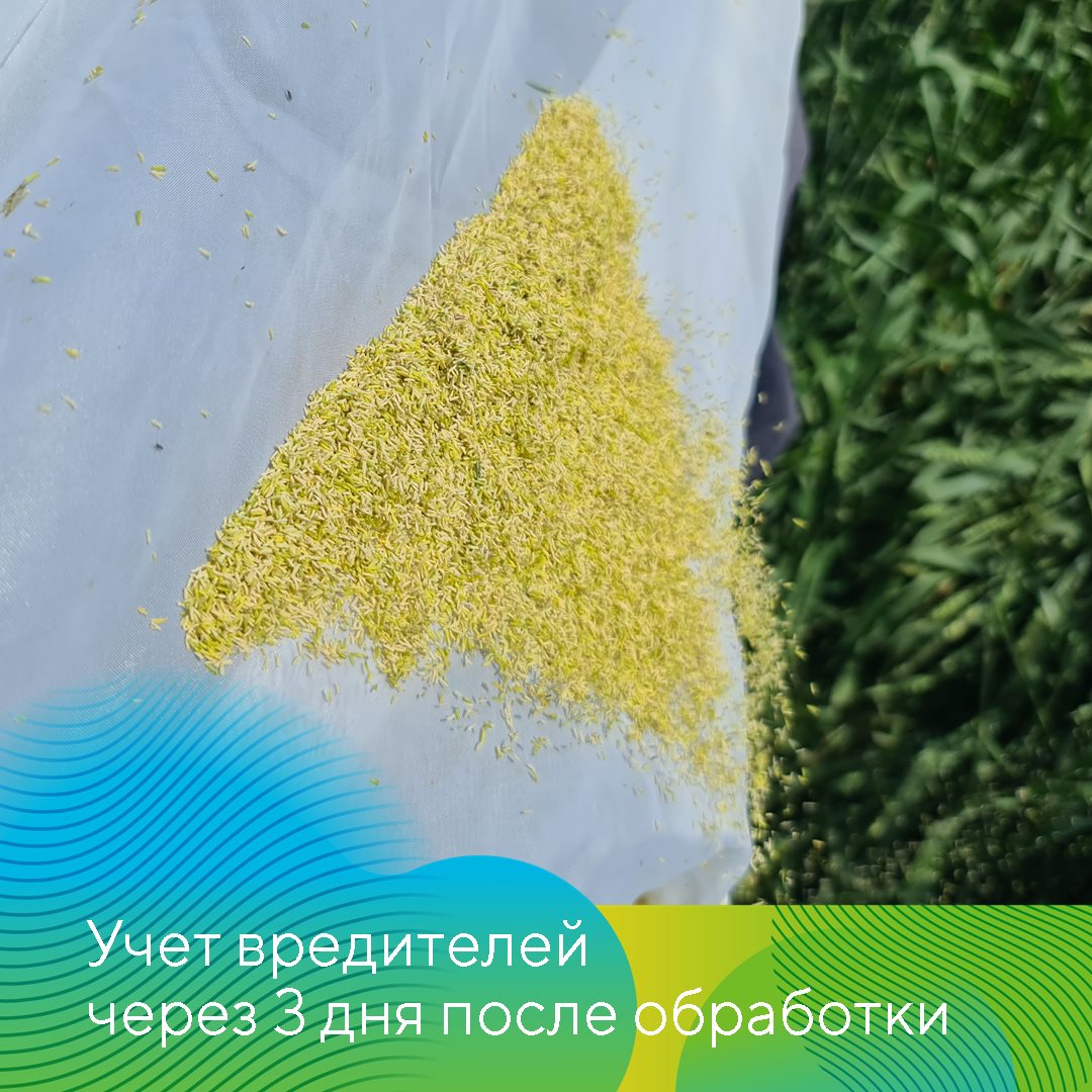 Защита пшеницы в Ставропольском крае июль 2023