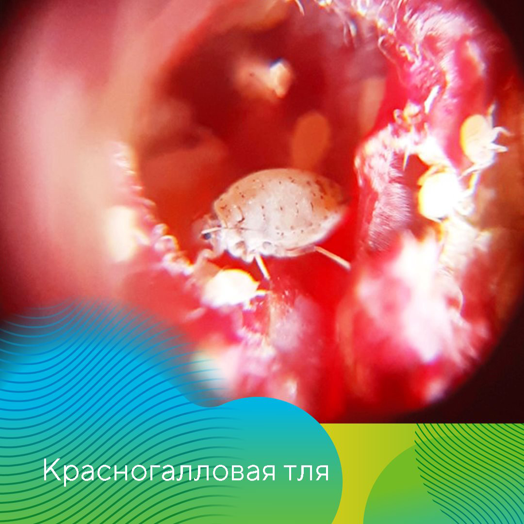 Рекомендации по защите садов в СКФО