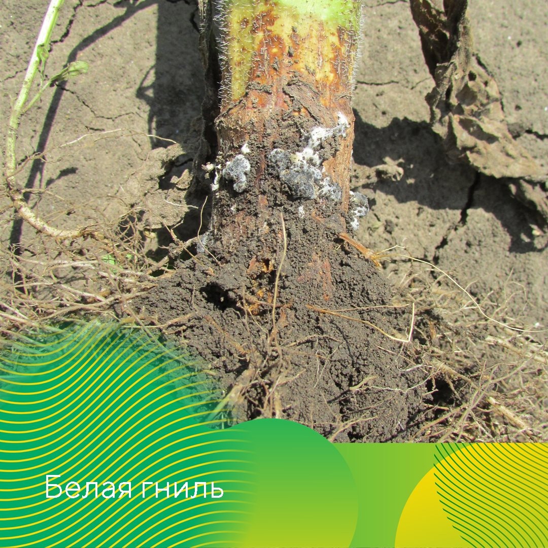 Контроль болезней подсолнечника