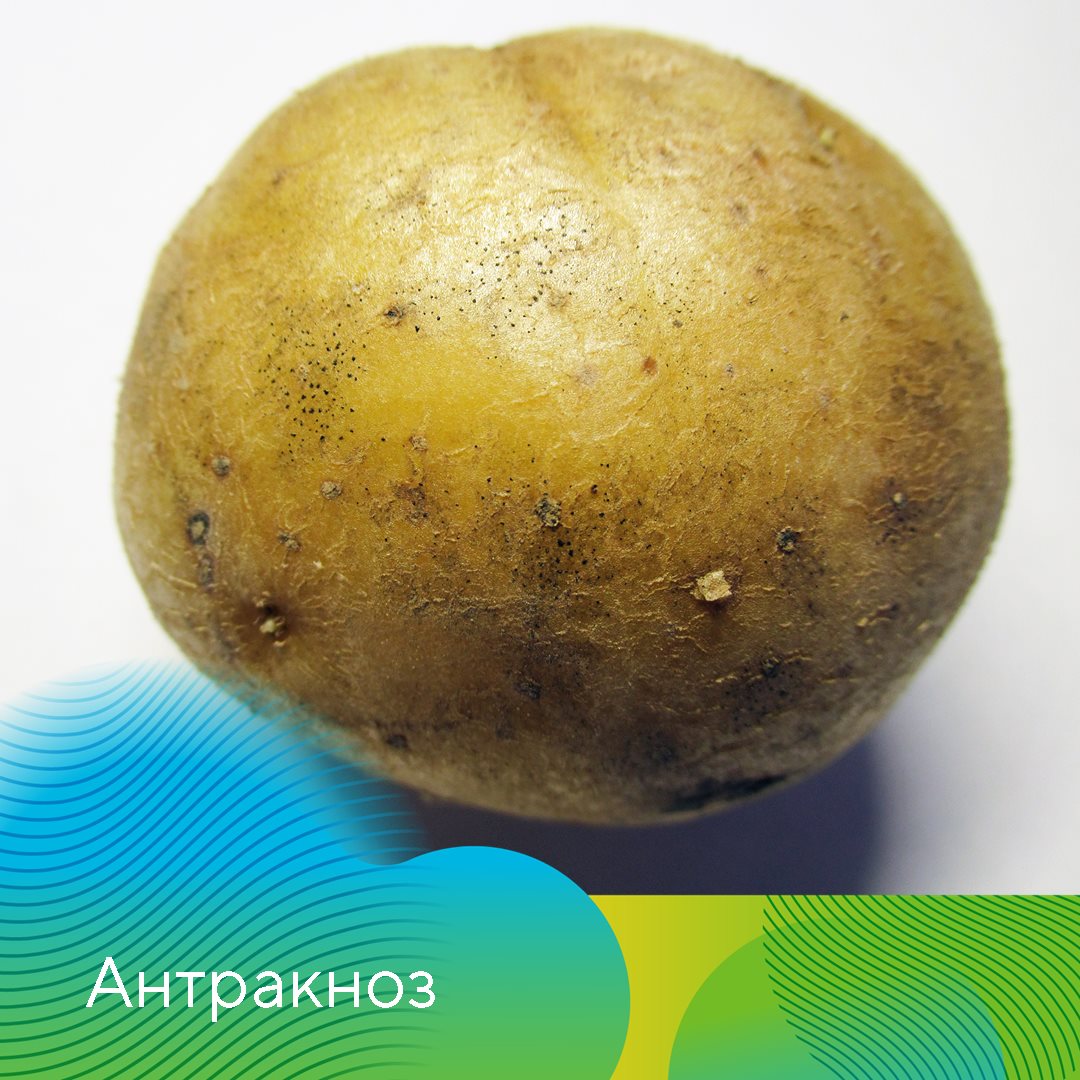 Клубневой анализ 3.04