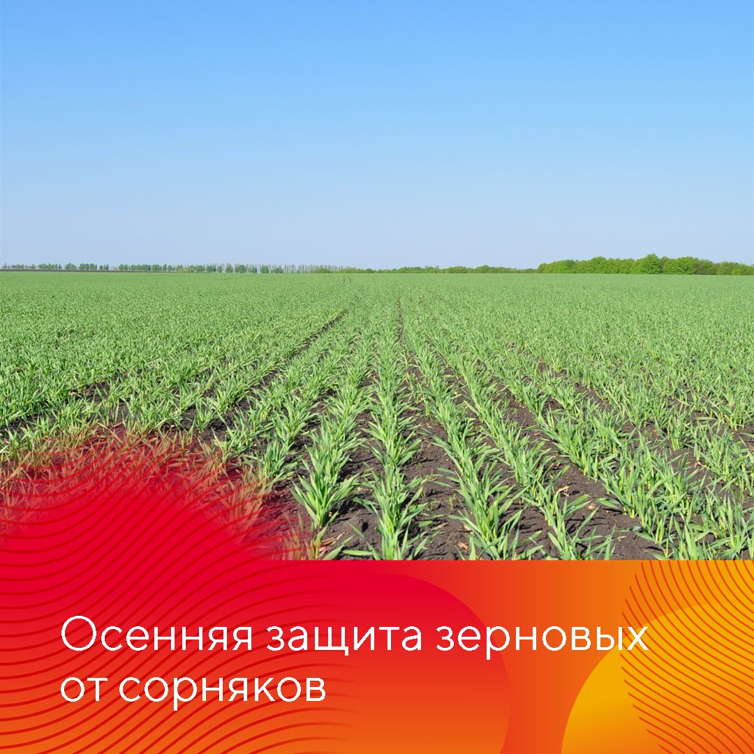 Пост 17.09.2026
