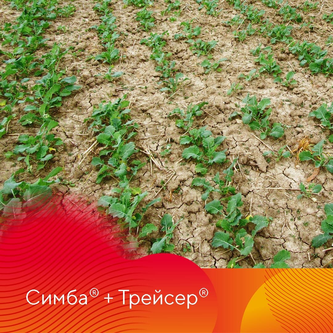 С сорняками на озимом рапсе важно разобраться как можно раньше