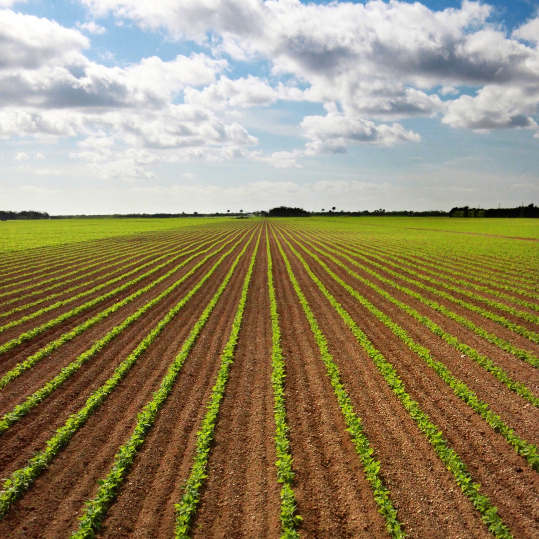 Основа урожая сои