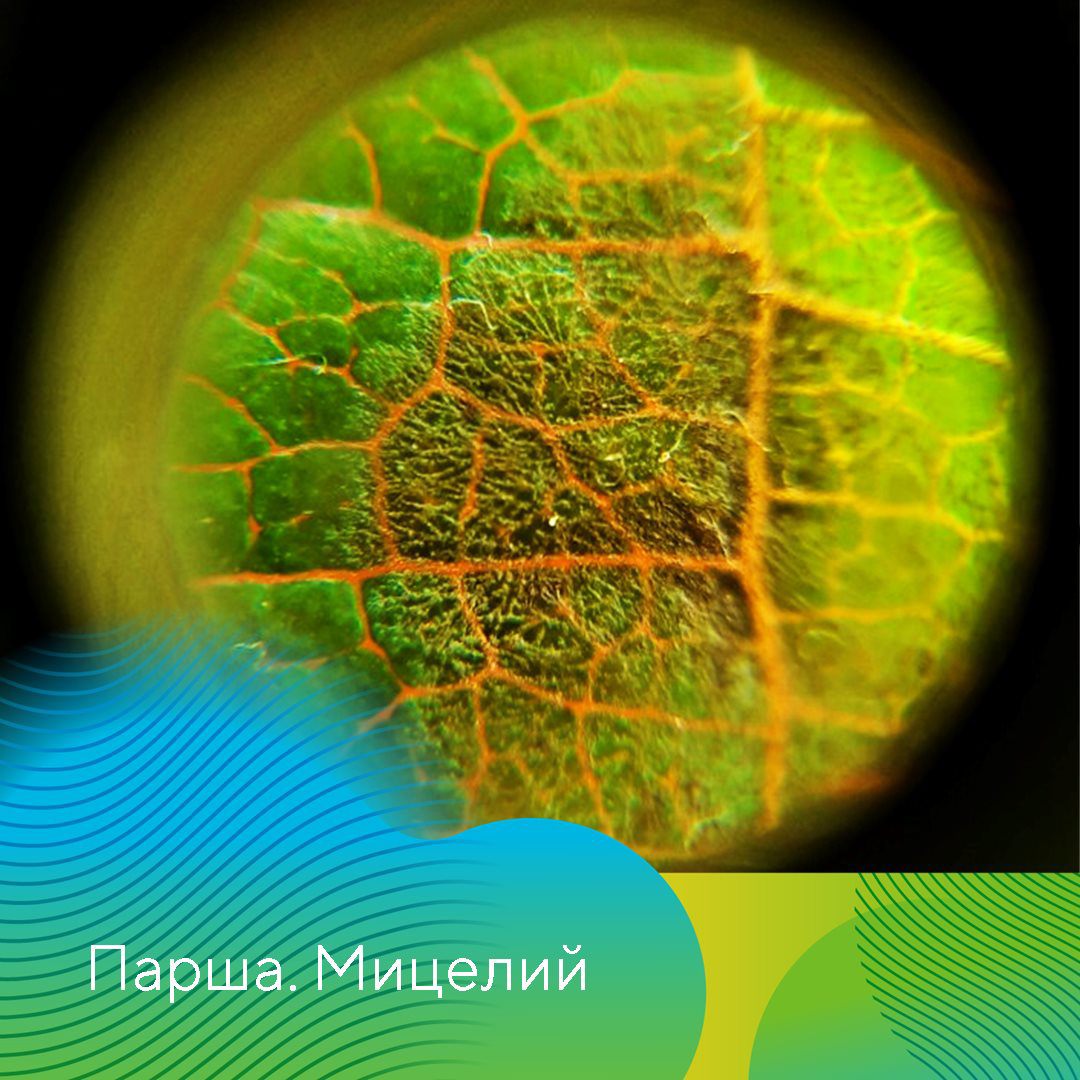 Рекомендации по защите садов в СКФО