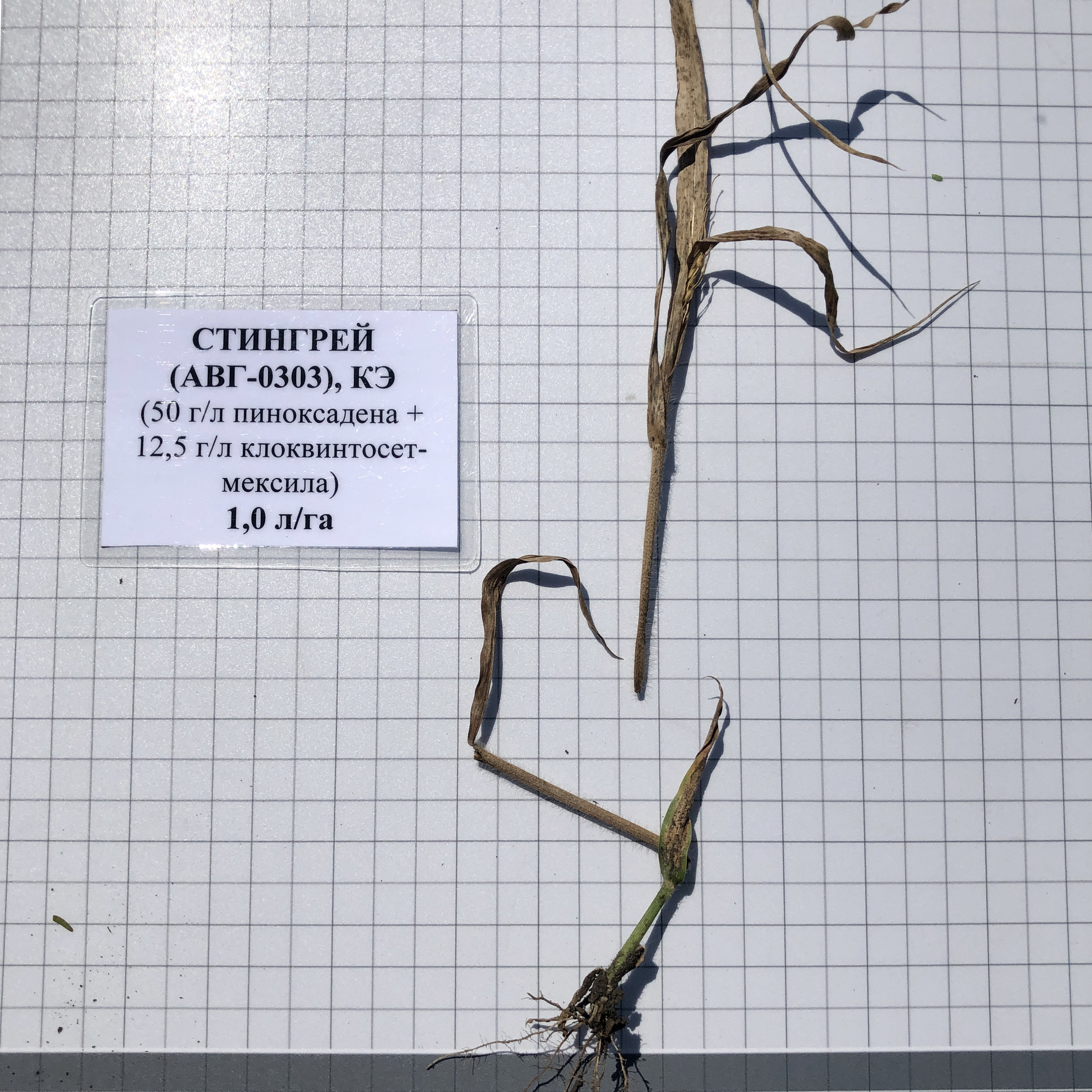 Стингрей® 17.05