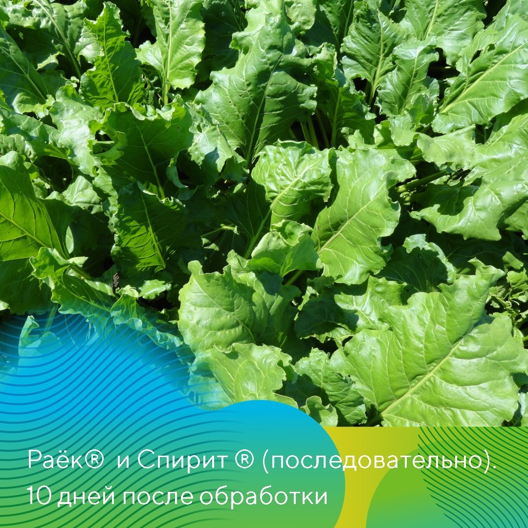 Фунгициды на сахарной свекле