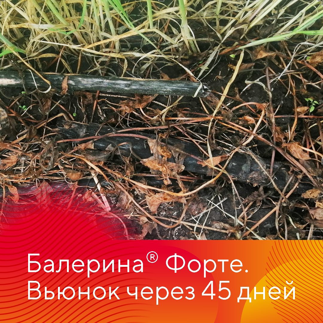 Прополка озимых зерновых