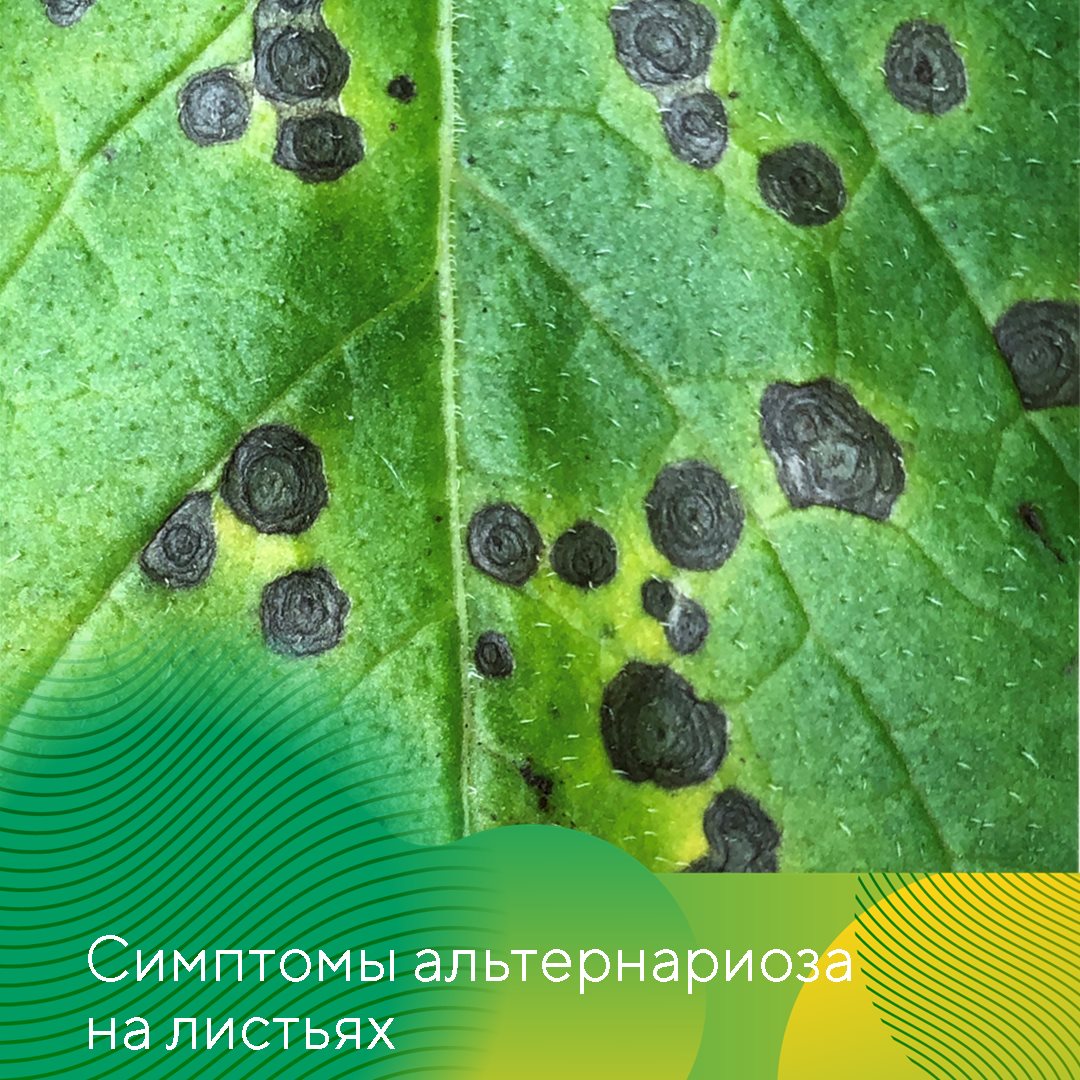 Пост 11.06.2025