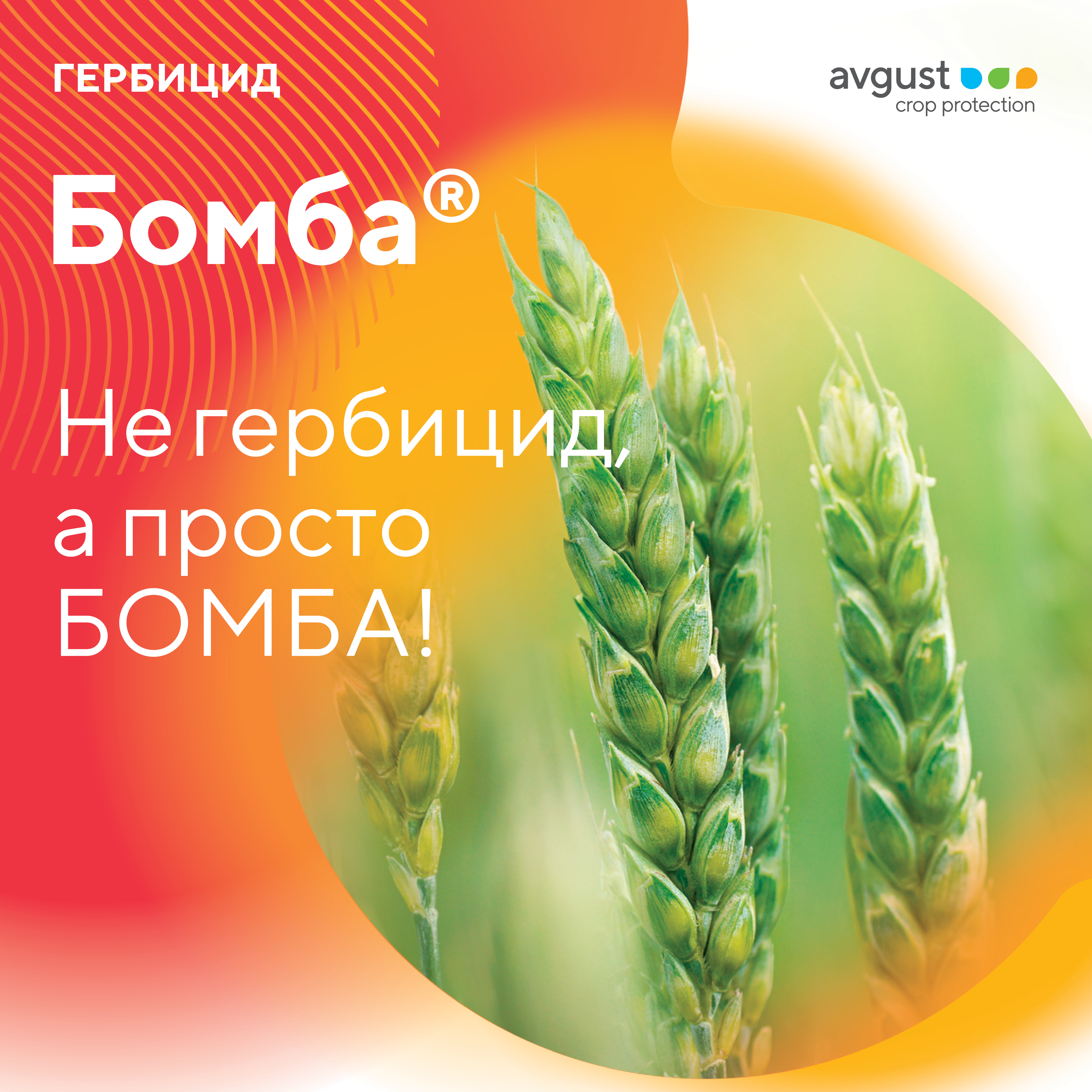 Гербицид Бомба® можно применять для осенней химпрополки озимых зерновых культур