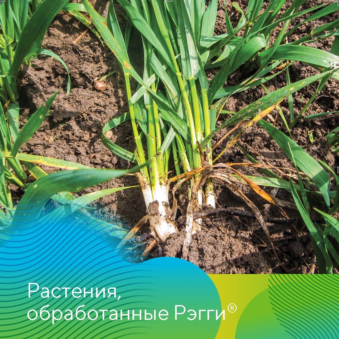 Регулятор роста на зерновые культуры Рэгги®