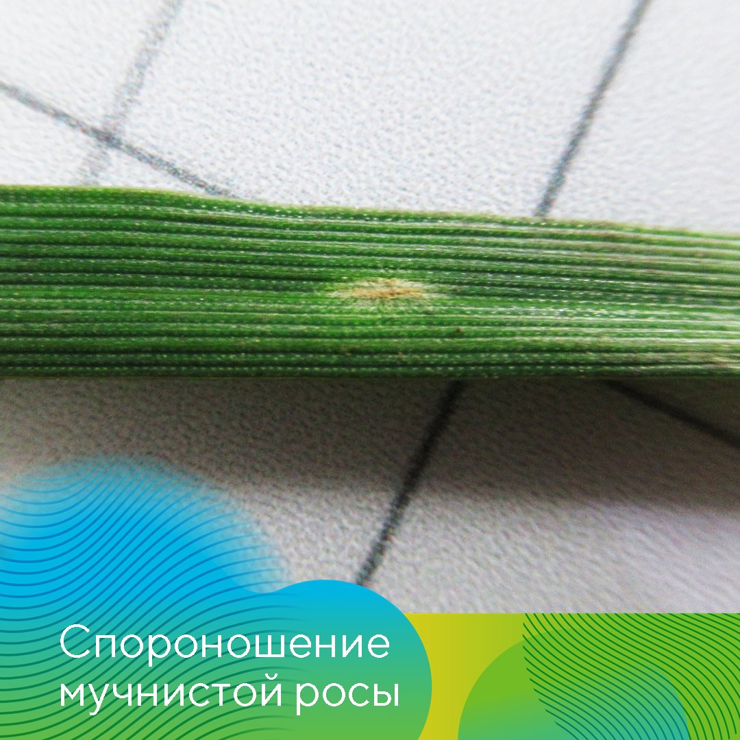 «АгроЛаборатория-Ливны» 12.12