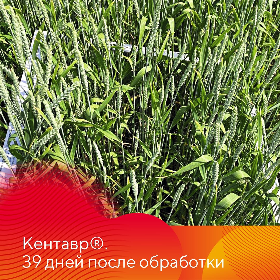 Граминицид Кентавр 