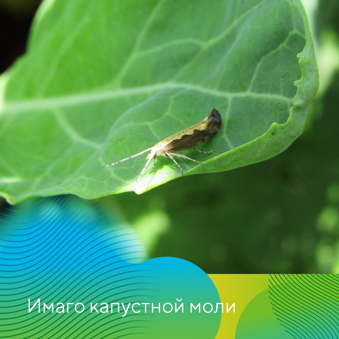 Чешуекрылые вредители