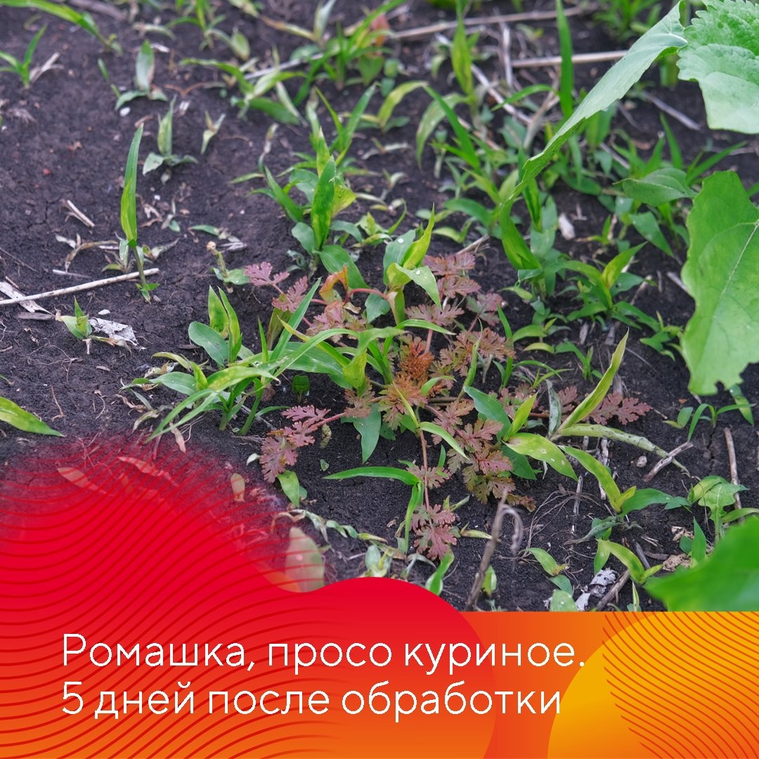 Оцените результаты применения «августовских» гербицидов на поле подсолнечника, устойчивого к трибенурон-метилу, в ООО «СП Ашкадарский»