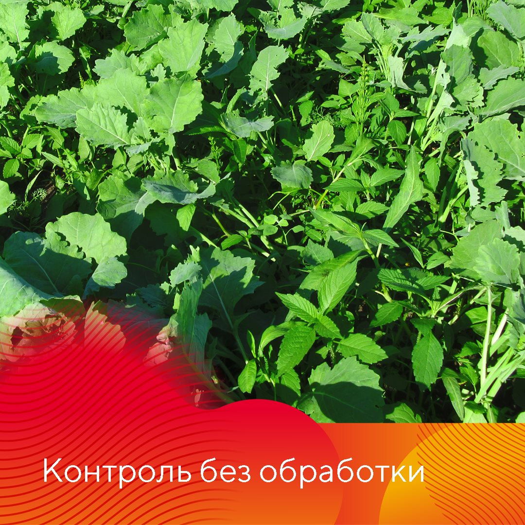 Почвенные гербициды при возделывании озимого рапса