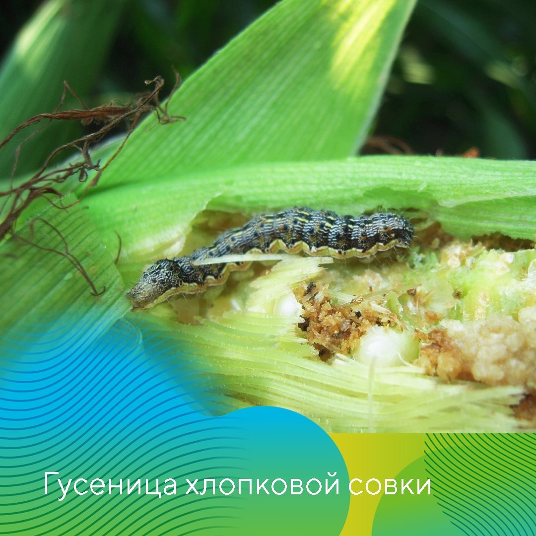 Чешуекрылые вредители