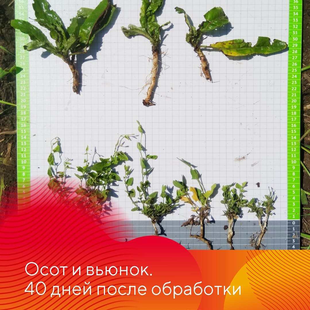 НордСтрим® – гербицид для защиты озимых и яровых зерновых культур