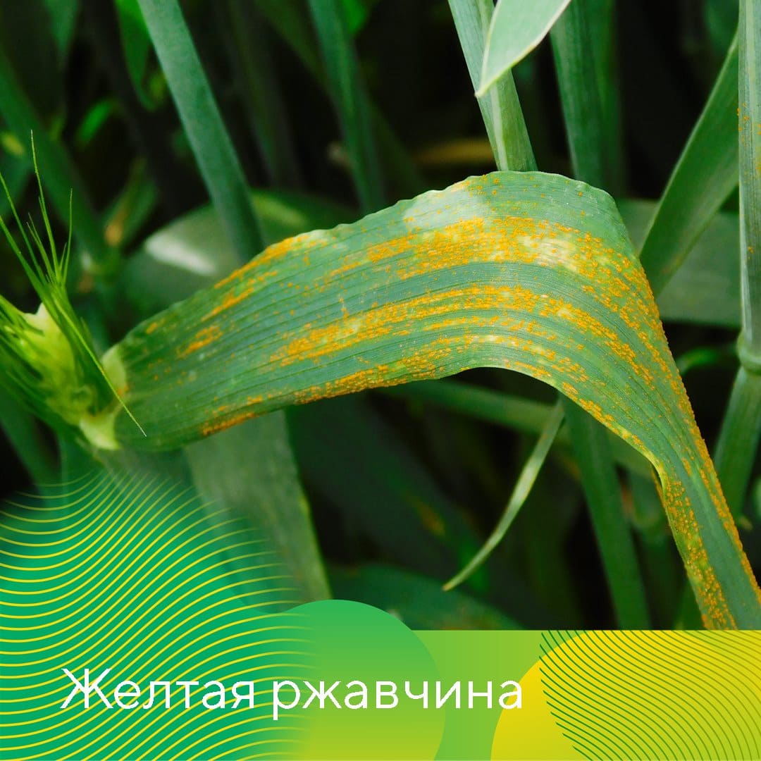 Менеджер-технолог «Августа» в с. Кочубеевском Ставропольского края Елена Шек