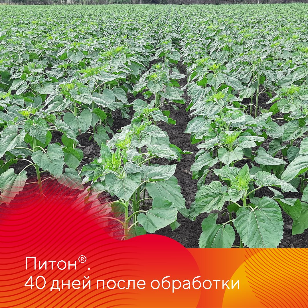 Питон® – системный гербицид с почвенным действием.